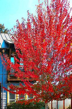 Some of the first trees to turn red-leaved this autumn were in Sellwood, on S.E. 11th Avenue. 