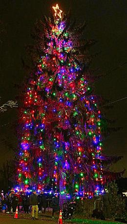 Throughout the Holiday Season and into early January, this full-size living Christmas Tree on the edge of Oaks Bottom, at the north end of S.E. 13th, will be beaming Holiday Cheer to the wide area from which it can be seen. Heres a look at it from right up close.