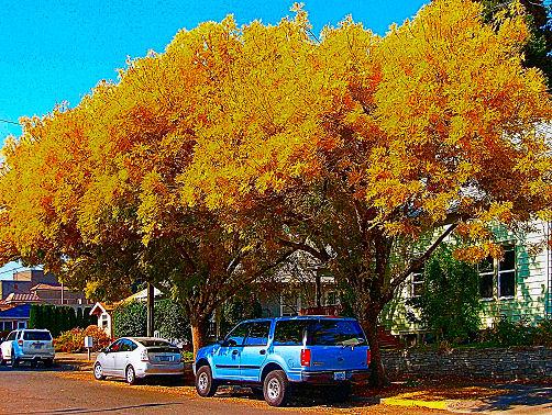 These bright yellow ash trees were an early harbinger of fall while we were still setting October heat records. They�re on S.E. Glenwood Street near Portland Memorial in Westmoreland.