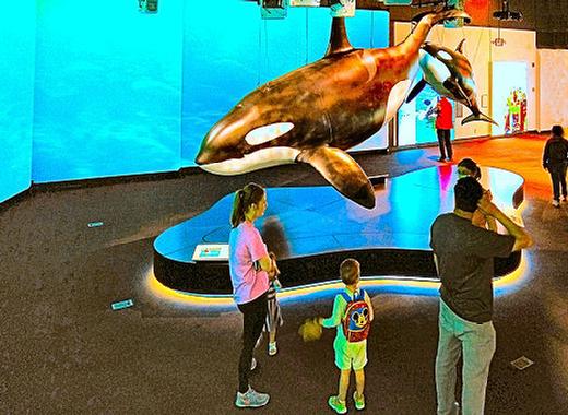 In the newly-opened OMSI exhibition �Orcas: Our Shared Future�, a Science Educator explains that the as large as the lifelike scale models of these orcas are, they�re still much smaller than the actual �killer whale� due to size limitations in science museums.
