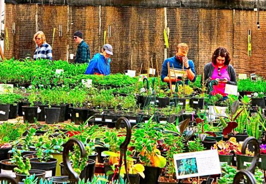 The nonprofit�s fundraising plant sale was a big success � at least partly because of the huge inventory of plants and starts available. Here, shoppers were browsing the selection.