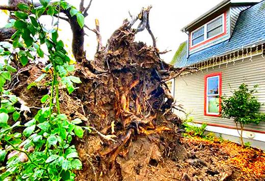 This huge tree, called a �Heritage Tree� by neighbors, came down at S.E. Lexington and 11th Avenue in Sellwood early on December 4th, amid the heavy rain and gusty wind � blocking the street, burying a Mini-Cooper car in its foliage, and contributing to power outages in the area.